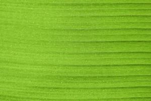 Close-up of banana leaf photo