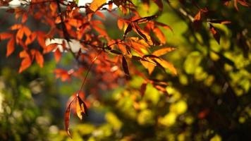 naturlig bakgrund med röda blad video