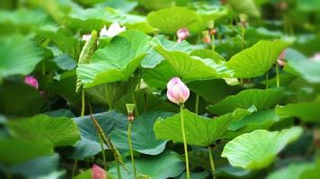 fond naturel avec des fleurs de lotus video