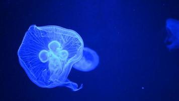 Jelly fish on blue background floating slowly in water video