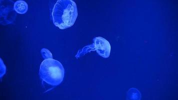 medusas sobre fondo azul flotando lentamente en el agua
