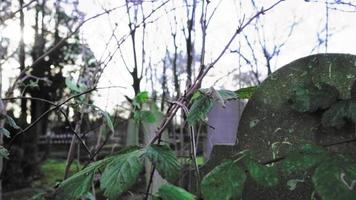 Leaves growing over a tombstone video