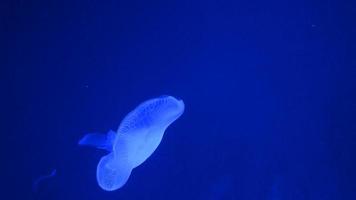 Jelly fish floating slowly in water video