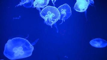medusas sobre fondo azul flotando lentamente video