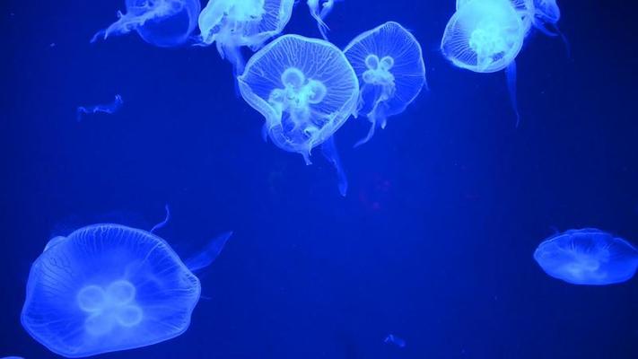 水族館影片