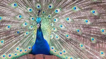 Beautiful peacock with feathers out video