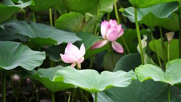 fond naturel avec des fleurs de lotus video