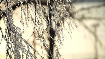 galhos de árvores cobertos de gelo após chuva congelante video