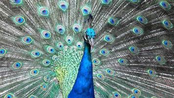 Portrait of beautiful peacock with feathers out video
