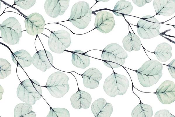 Pattern of eucalyptus leaves drawn with watercolor
