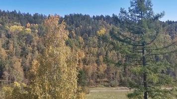 mouvement des arbres avec la forêt en arrière-plan video