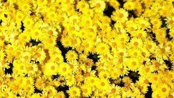 sfondo naturale di crisantemi video
