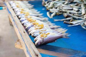 Close-up of a row of fish with stacks of headless fish in the background photo