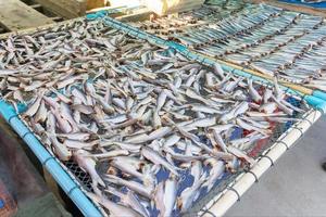 Rows and stacks of headless fish on net photo