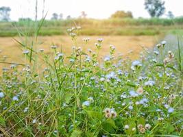 Blue wildflowers in a field with white sky photo