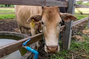 Vaca marrón mirando a la cámara con la cabeza a través de la valla