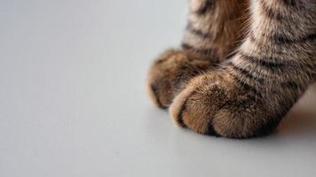 Close up of cat paws on a white table photo