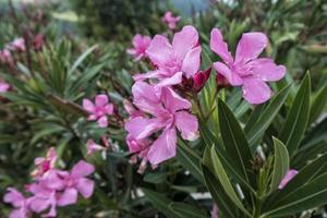 flores de adelfa rosa foto