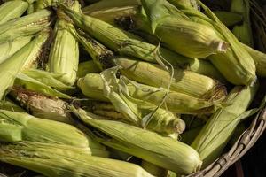 Close up of corn in the husks for sale in a farmers market photo