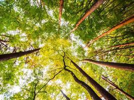 Big trees in the forest, low angle view photo