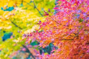 Beautiful maple trees in autumn photo