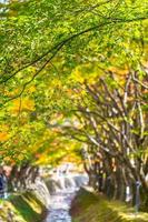 Beautiful maple tree in autumn photo