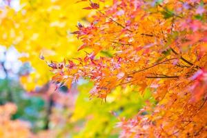 Beautiful maple trees in autumn photo