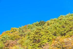 Maple trees in autumn season photo