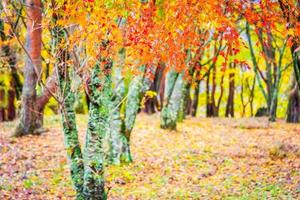 Beautiful maple trees in autumn photo