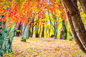 Beautiful maple leaf tree in autumn