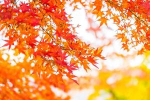 Beautiful maple trees in autumn photo