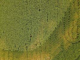 Corn field aerial view