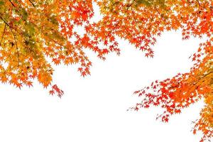 Beautiful maple trees in autumn photo