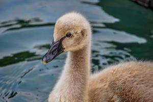 Swan chick wading on water photo