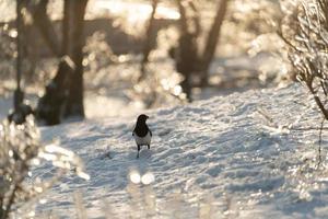 Magpie standing in snow in a winter park photo