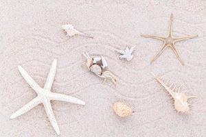 Seashells in sand photo