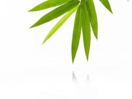 Fresh bamboo leaves on white background photo