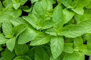 Close-up of peppermint photo