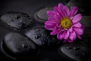 Purple flower on black stones photo