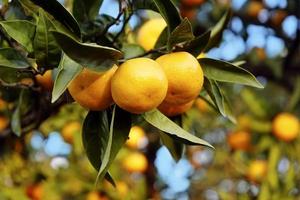 Tangerines on a branch with tangerine tree in background