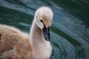 Swan chick wading on water photo