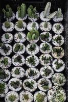 Cactus plant pots photo