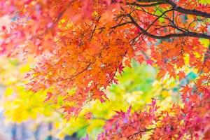 Beautiful maple trees in autumn photo