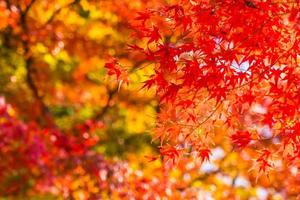 Beautiful maple trees in autumn photo