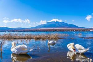 cisnes en el lago yamanakako en mt. fuji, japón foto