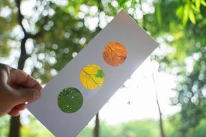 Orange, yellow, and green leaves set in paper, reminiscent of a stoplight, backlit with forest background photo