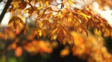 Orange Tree Leaves on A Blurry Background with Bokeh video