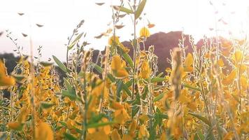 natürliches gelbes Blumenfeld, das entlang der Windbrise weht