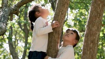 Two adorable little girls in long sleeve T-shirts climb a tree outdoor video