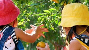 Two adorable little girls using pruning shears picking fresh oranges video